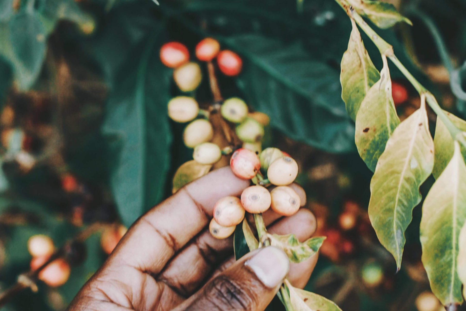 Cum afectează schimbările climatice plantele de cafea?